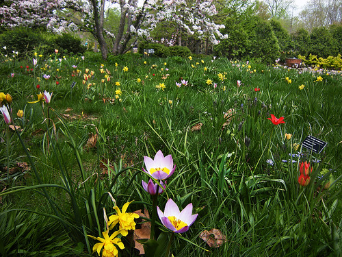 Meadow Garden at Olbrich Botanical Gardens by Madison Guy