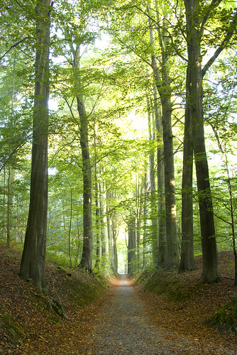 morning autumn trees light brussels sunlight silhouette forest sunrise woods belgium cast rays avenue teveuren