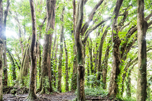 2015wintervacation hi hawaii usa forest surex trees vacation hilo unitedstates us