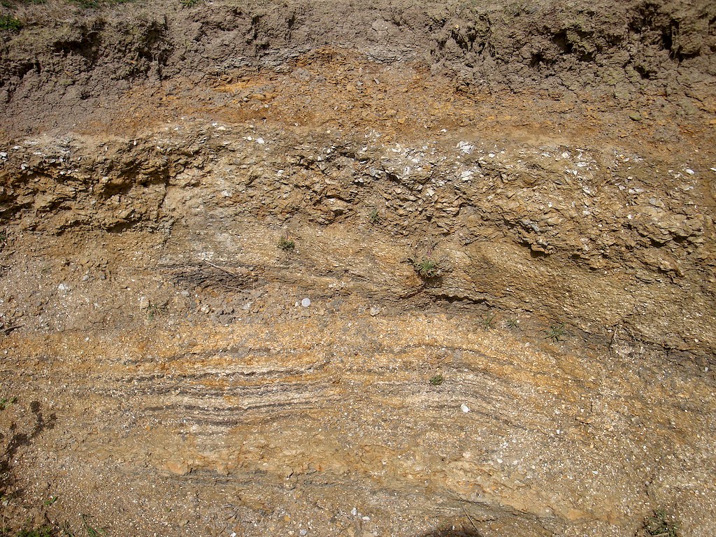 File Shell Beds Shell Beds, London Clay | The uppermost bed consist of a lif… | Flickr
