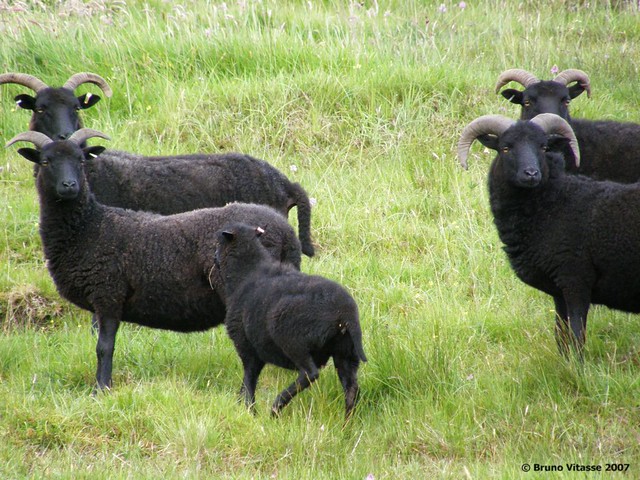 Moutons noirs, race Hebridean
