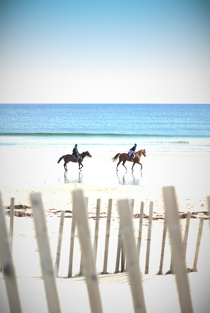 Horses on Salisbury Beach