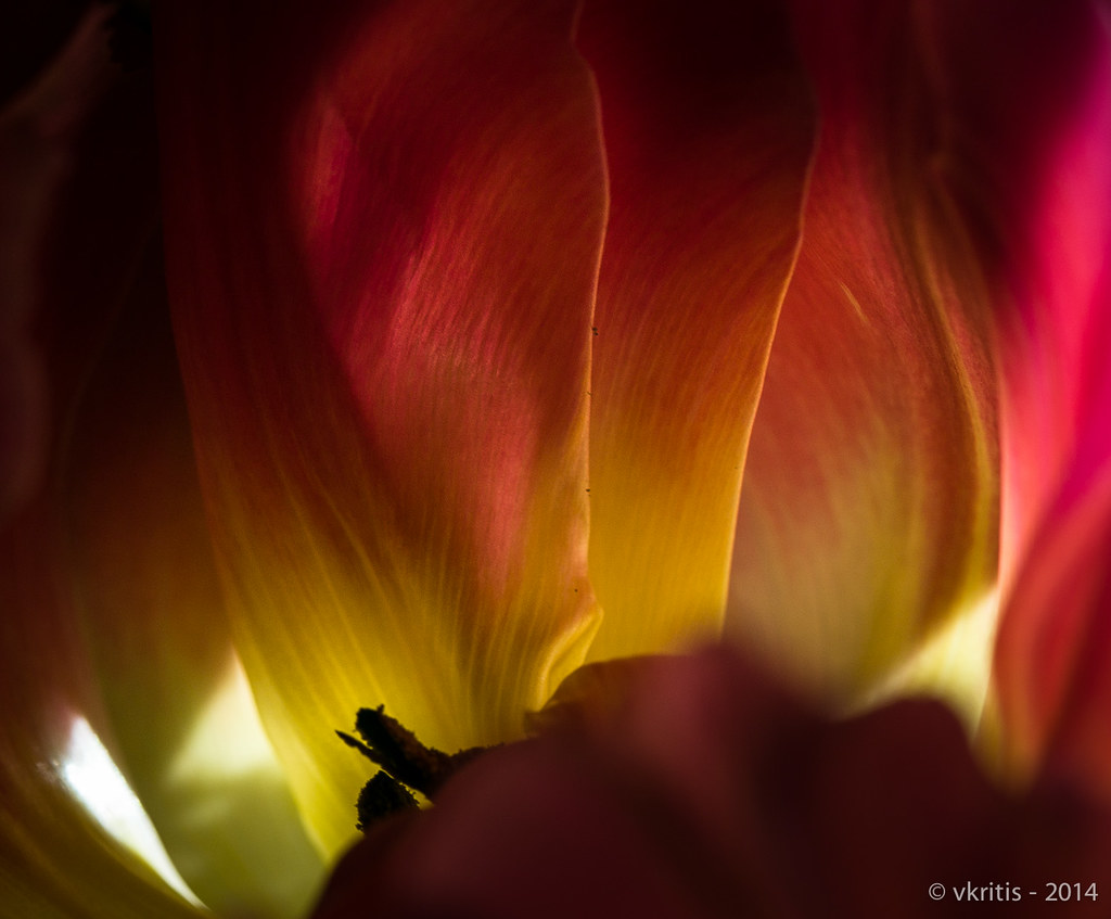 tulips-1.jpg