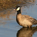 Flickr photo 'Branta hutchinsii' by: Blake Matheson.