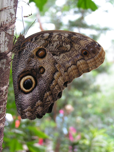 Caligo eurilochus (Owl Butterfly) - captive