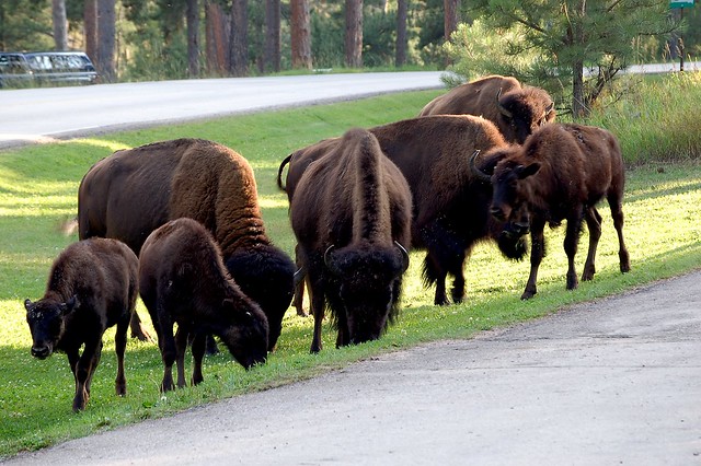 American Bison, South Dakota, Custer County, Custer State Park
