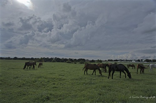 horses clouds il peoria hdroutput