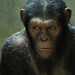 Caesar in Rise of the Planet of the Apes