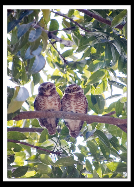 Spotted Owlet {Athena brama}