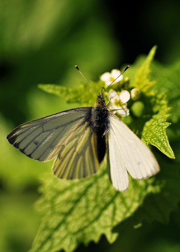Translucence | by Paul:Ritchie