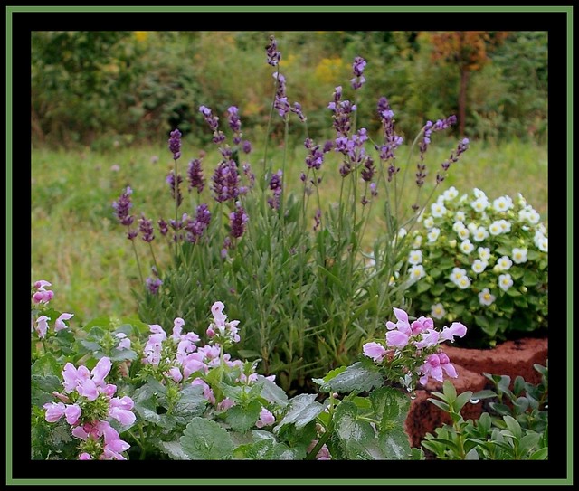 I love my garden.......