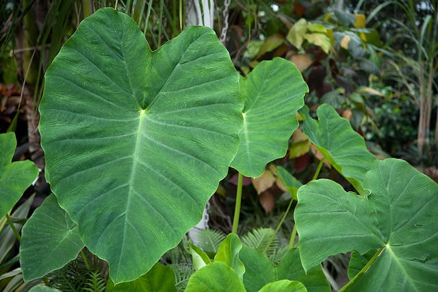 Colocasia esculenta (Araceae)