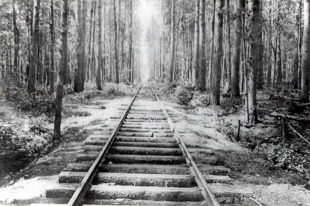 Old logging. Old tracks