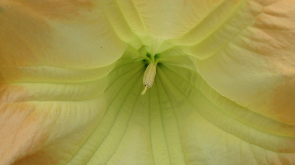 yellow Brugmansia/Datura, engelentrompet