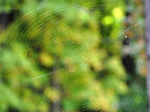 autumn light color sunshine pattern bokeh web spiderweb gossamer fragile shimmer hbw bokehwednesday
