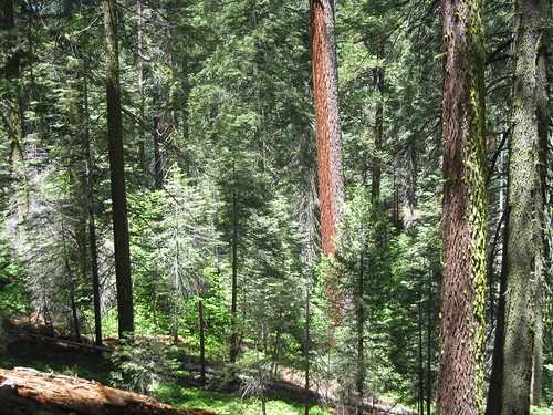 Mon, 06/22/2009 - 11:56 - The Yosemite Forest Dynamics Plot is located in old-growth Pinus lambertiana – Abies concolor forests.  June 2009. 
Credit: Jim Lutz