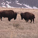 Flickr photo 'Bison bison bison (American Bison)' by: Arthur Chapman.