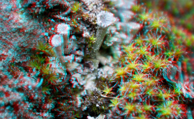 Cladonia and Syntrichia Anaglyph