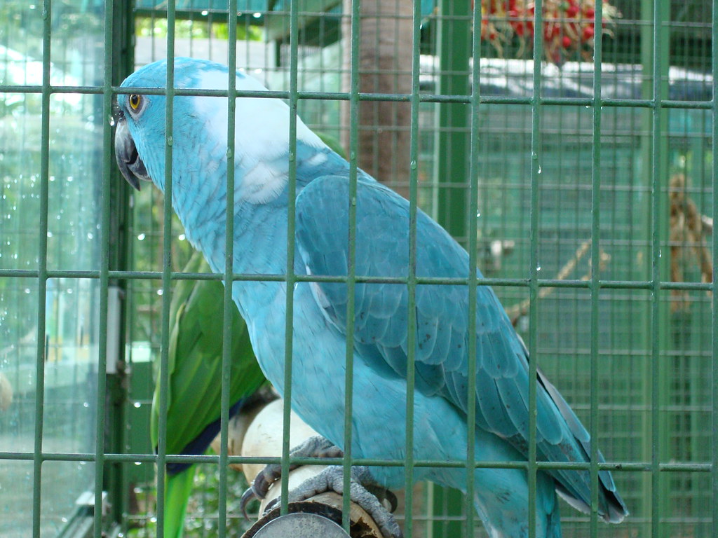 Blue Yellow Naped Amazon Parrot