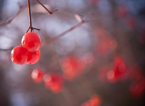 winter red wisconsin berries cluster trail twigs kinnikinnick riverfalls bokehlicious berrybokeh lenscraft