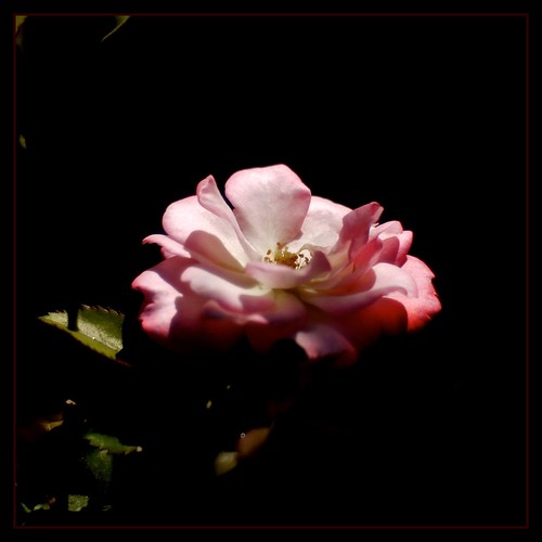 Descanso Gardens Rose [Legacy Lens] by Jared_R_L
