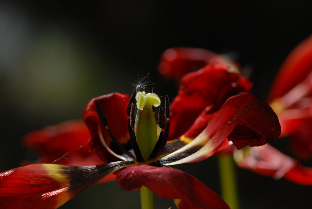 tulipe rouge | la tulipe une fois ouverte est une fleur bien… | Flickr