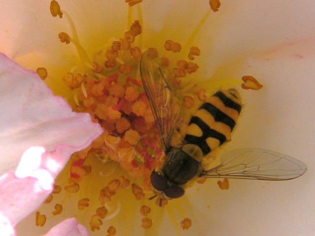 Hover Wasp in A Rose