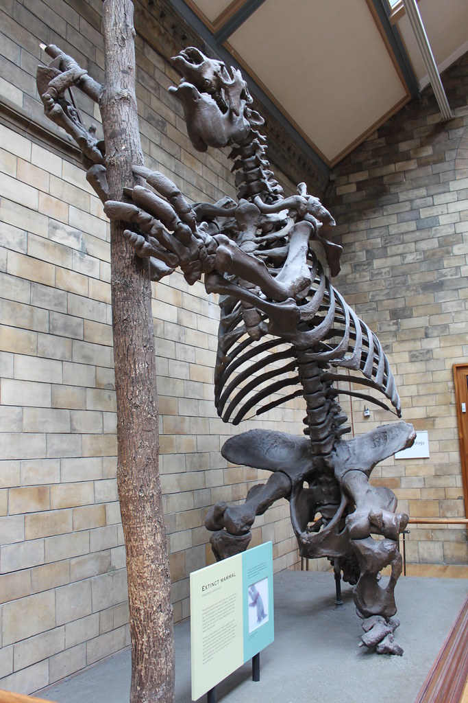 Skeleton of a Giant Sloth | The giant ground sloth lived ...
