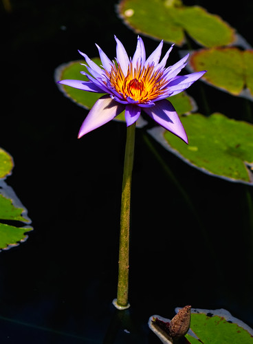 Waterlily Perfection by Fort Photo