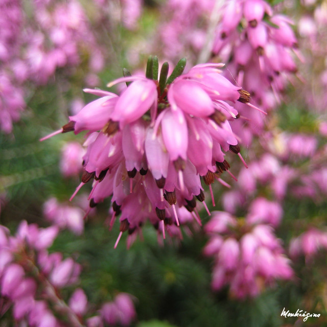 Springwood Pink Heaths - Bruyère