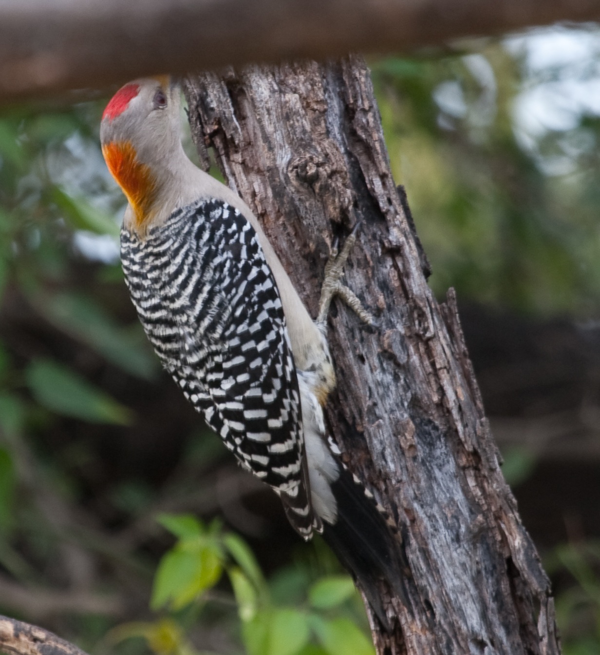 Golden-fronted