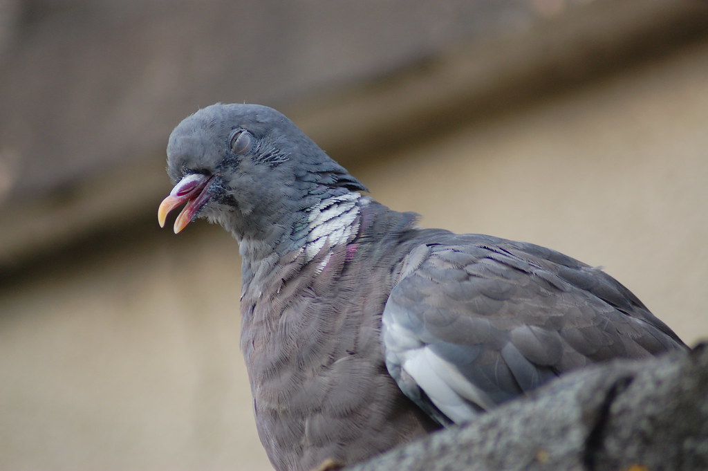 Another funny pigeon face! | I was so amused at some of the … | Flickr