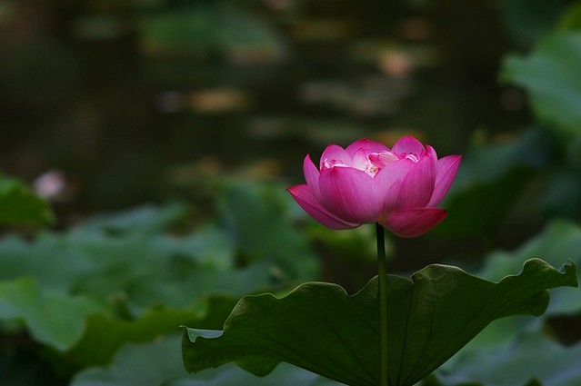 lotus ，出水芙蓉