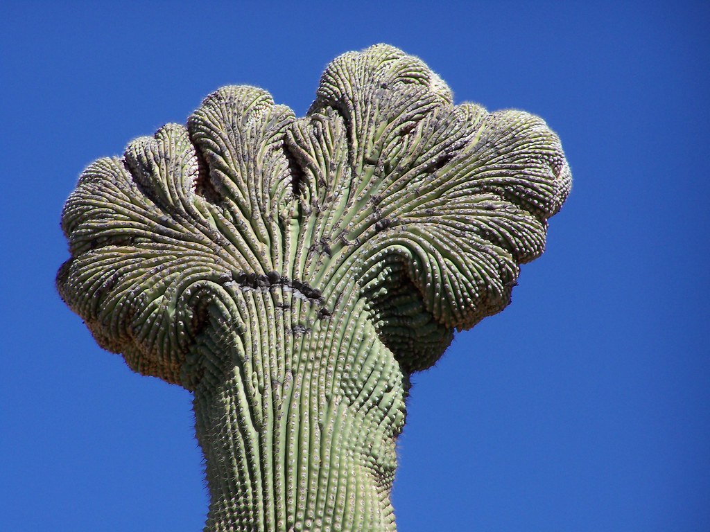 crested Saguaro
