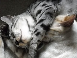 Zoom Zoom and Zip Zip Sleeping--"BROTHERLY LOVE"! | by ~Dell & 4 Z's~
