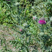 Flickr photo 'Carduus nutans (Musk Thistle / Knikkende distel) 0209' by: Bas Kers (NL).