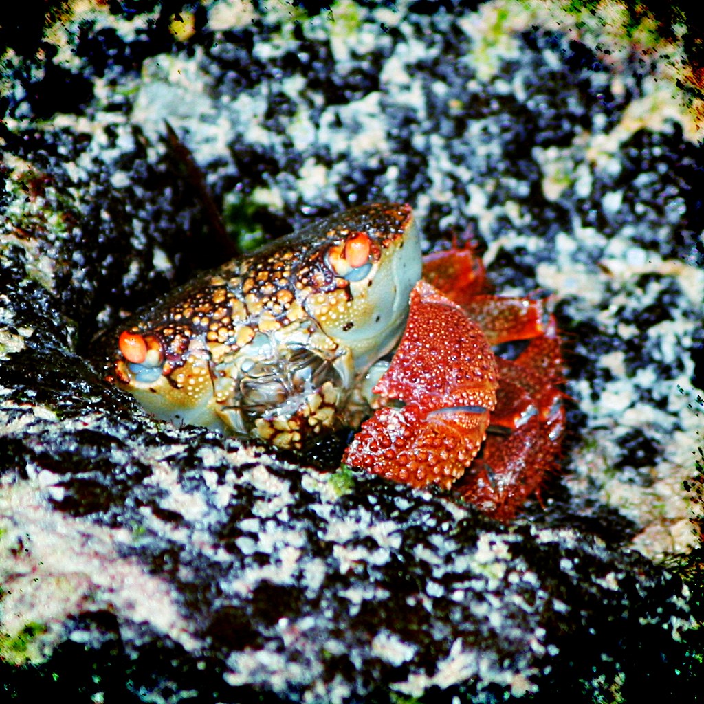 Zanzibar Crab