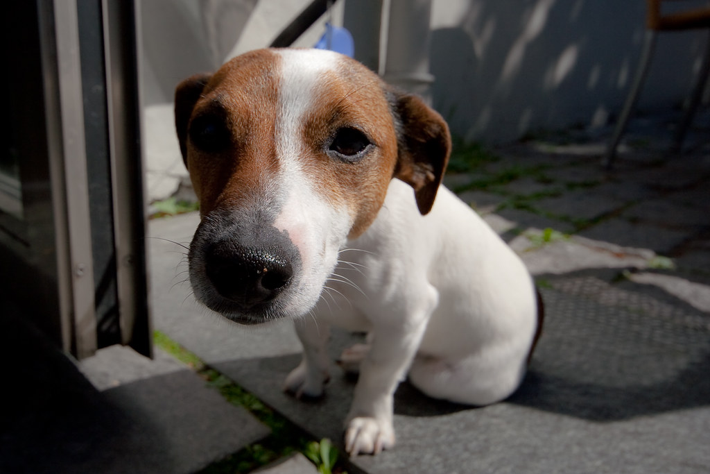 Dog