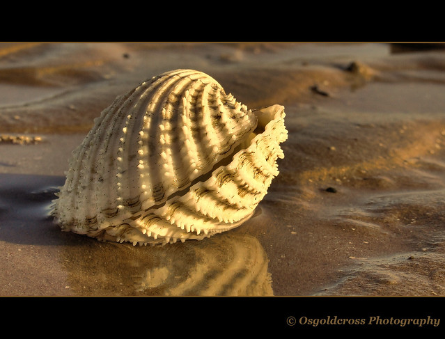Shell - HDR