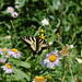 Flickr photo 'Papilio eurymedon' by: jmandecki.