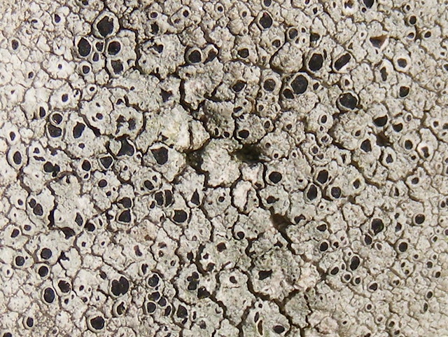 Black shieds lichen (Lecanora atra)