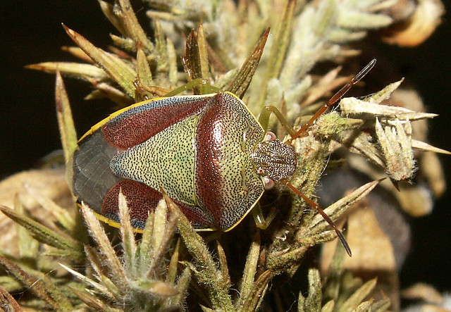 Pentatomidae - Piezodorus lituratus - Gorse Shieldbug