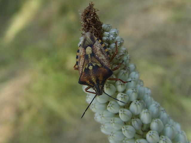 Adult shield bug