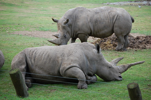 Rhino, Marwell Zoo
