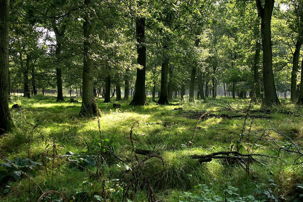 Forest between Rhade and Erle - Germany by joeke pieters