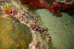 Banded Boxer Shrimps