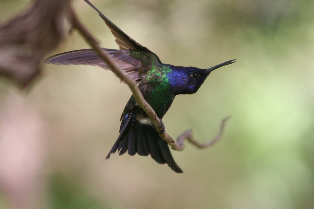 Beija-flor tesoura (Eupetomena macroura) - Swallow-tailed hummingbird - 25-02-2006 - contorcionista 2 426 - 3