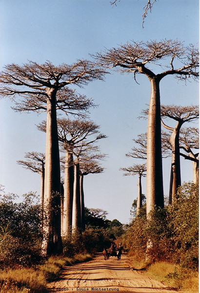 L'allée des baobabs, Madagascar