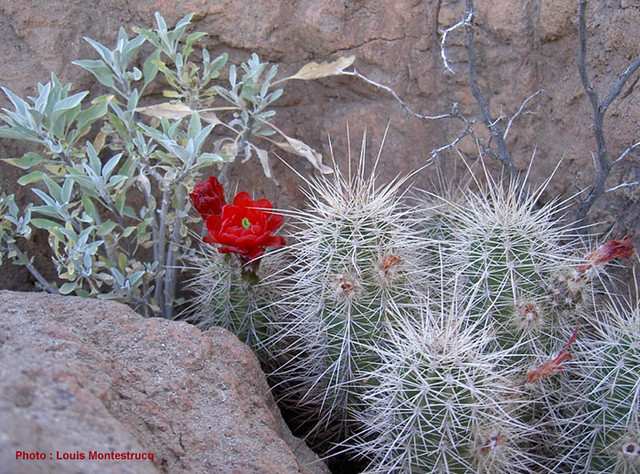 Fleur de Cactus, Arizona