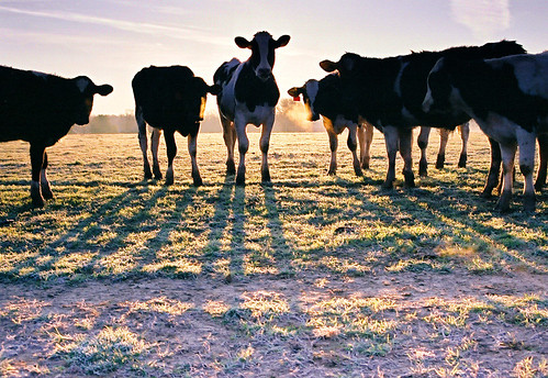 morning sunrise cow cows jordan explore jamesjordan impressedbeauty